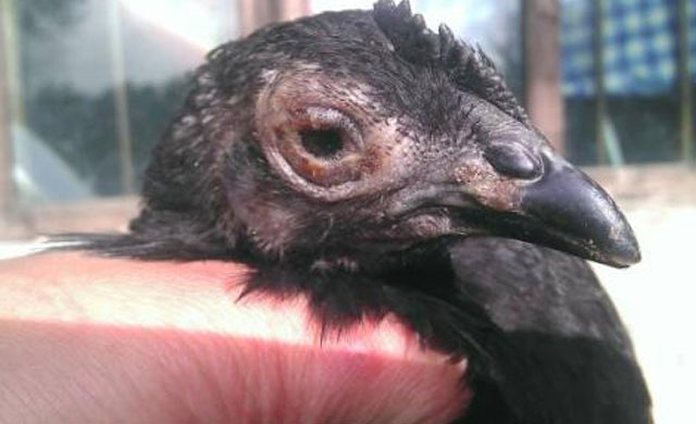 鸡脸肿瞎眼是怎么回事,鸡肿脸病的治疗方法