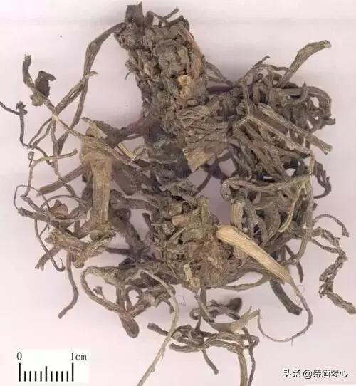 中药小课堂马齿苋,中医中药马齿苋的功效及应用