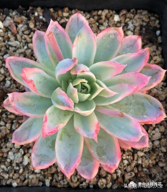 君子兰小白虫用什么家庭药处理,养了20多年的君子兰烂心了