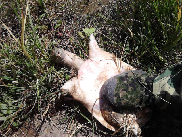 池塘钓野生甲鱼的最佳方法,野生甲鱼的生活习性及钓法