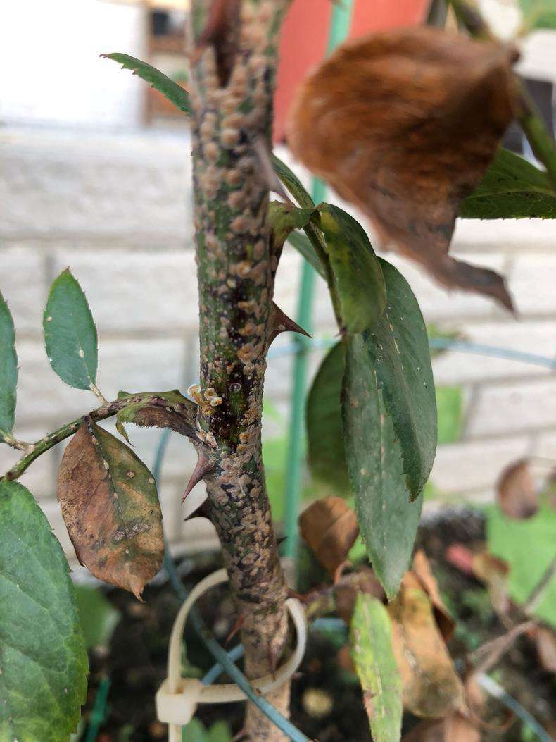 藤本月季冬季可以全剪吗,藤本月季秋天可以重剪