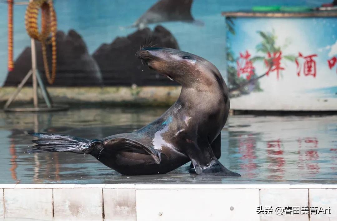 幼儿园海狮表演绘画,5-12岁少儿美术课程手工