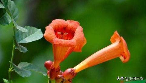 小红花移栽的方法,红花倒水莲种植