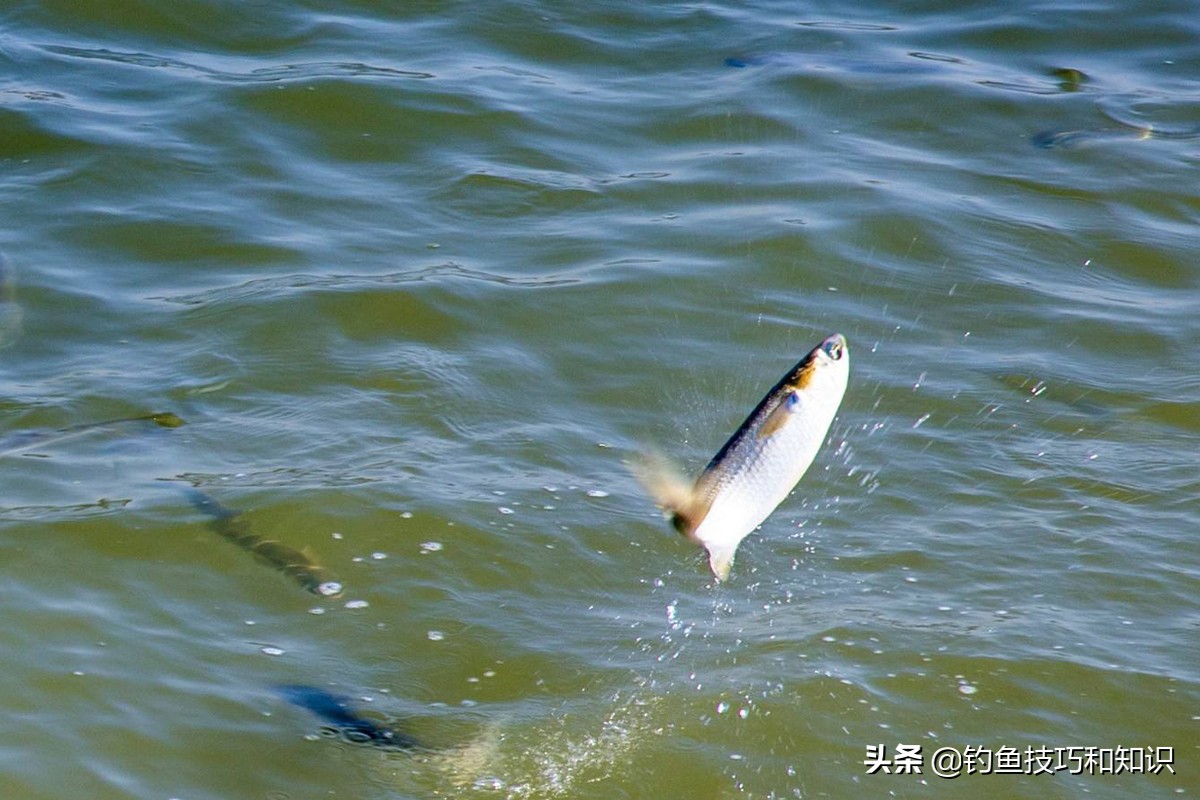 钓鱼水底缺氧怎么判断,鱼缺氧上浮应该怎么钓