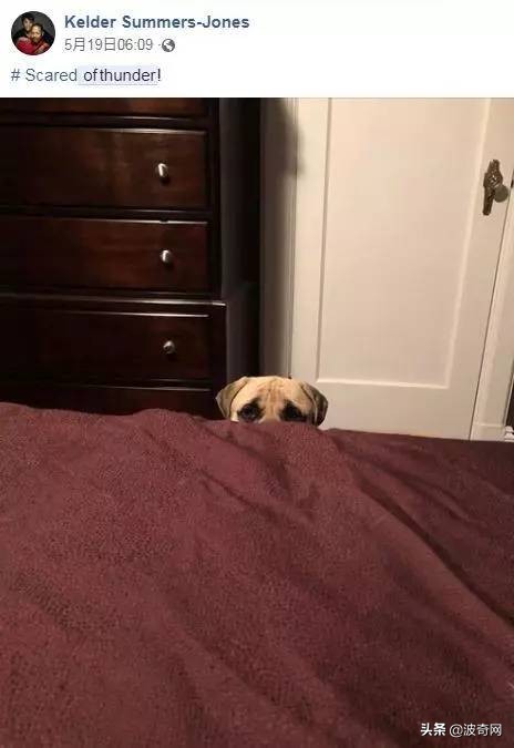 狗狗害怕主人怎样缓解,狗狗害怕主人还能恢复信任吗