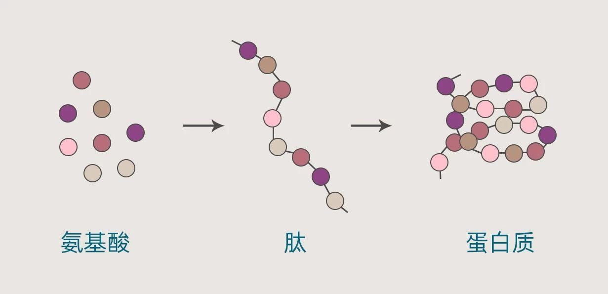 胶原蛋白是智商税还是美容圣品,胶原蛋白是智商税