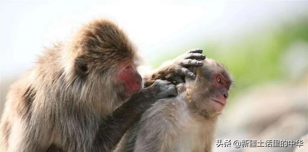 虱子虮子跳蚤的区别,虱子和虮子怎么消失的