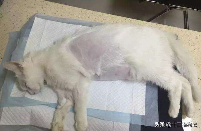 失去宠物痛心疾首,失去宠物痛哭