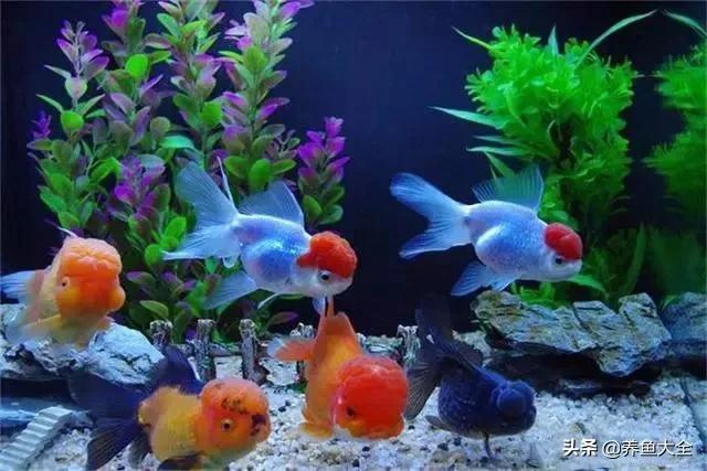 鱼缸水可以治疗鱼病吗,养鱼如何治鱼病