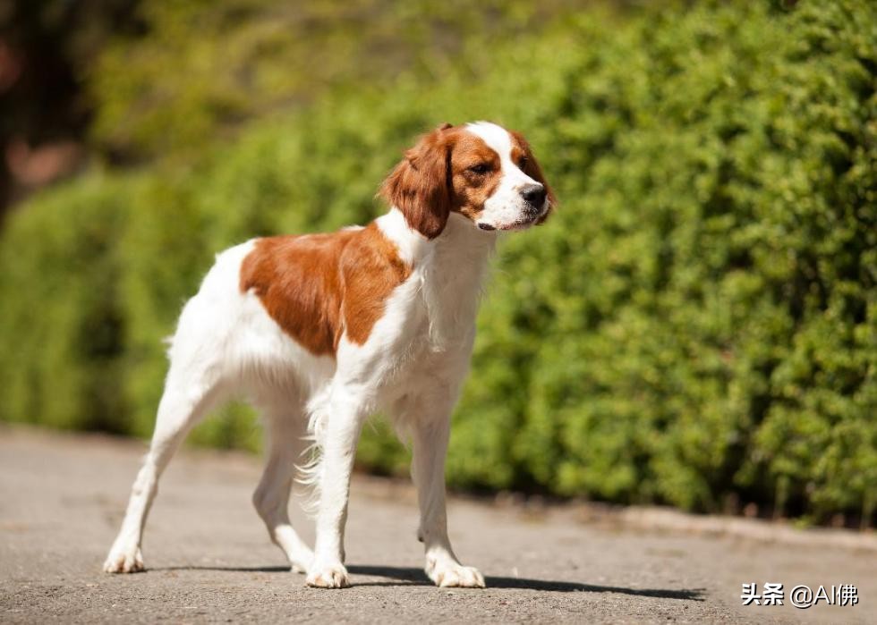 最古老的十大犬种,犬种历史的起源