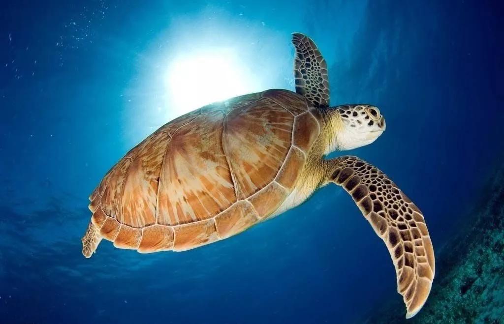 海龟交易法则十六字精髓,海龟交易法精辟视频