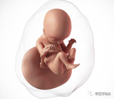 孕期周刊第二十九周,孕期周刊第14周