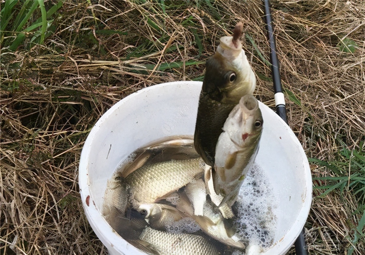 邓刚斩获百斤巨青,邓刚钓巨青是真是假