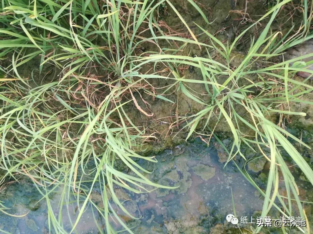 防除稗草,抗性稗草与普通稗草区别