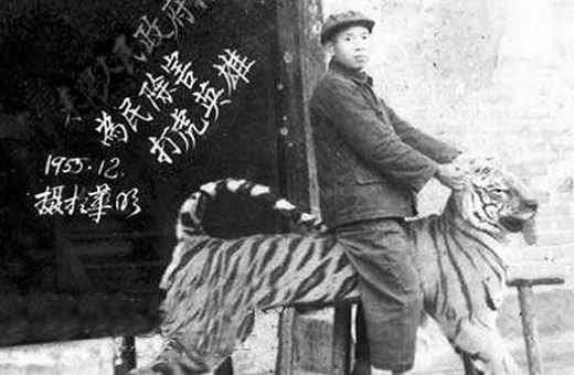 湖南老虎围攻村子事件,湖南奇人打死500多只老虎