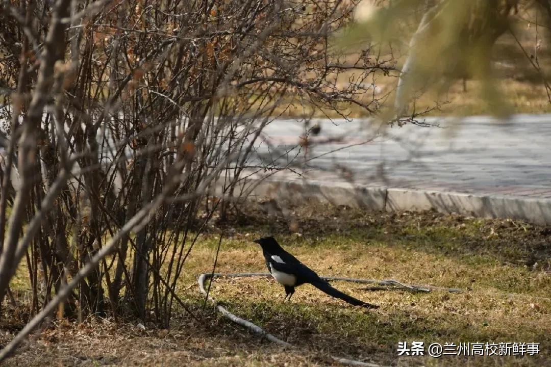 兰财校花,高校校花青春来袭你pick哪一款