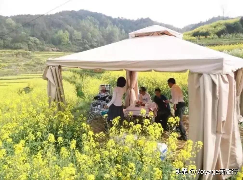 旅行民宿春天赏花,花海度假胜地