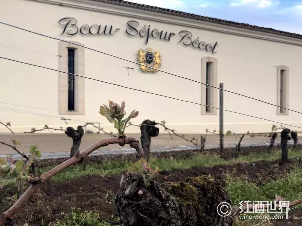 圣埃美隆特级aoc,圣埃美隆佳酿效果图