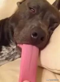 汪星人的秘密,舌头的3个小秘密