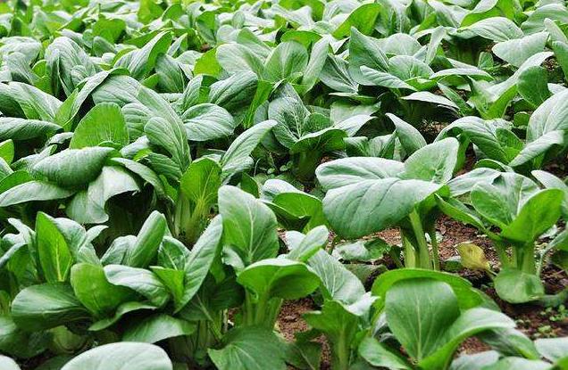 青菜长虫不喷杀虫剂,青菜上长了虫子不打药怎么办