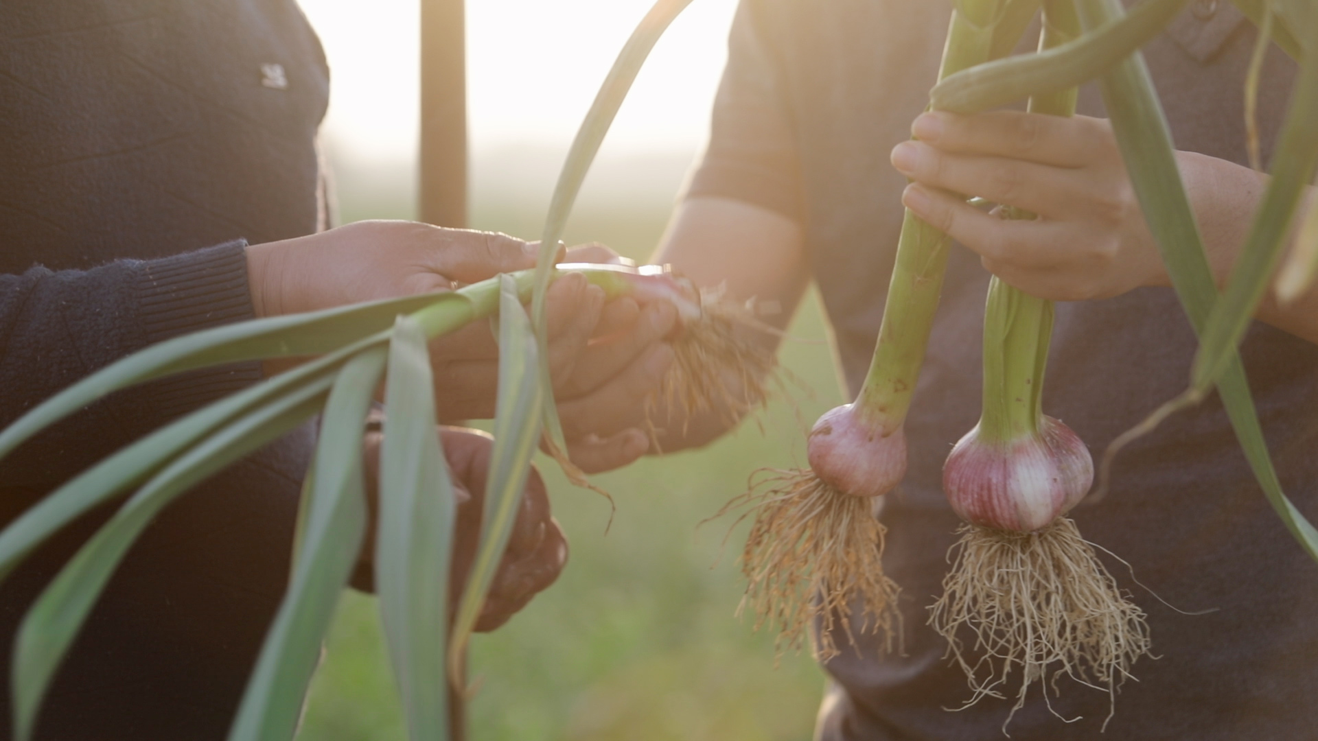 大蒜地里蒜蛆什么时候发生,大蒜打联苯噻虫胺治疗蒜蛆吗