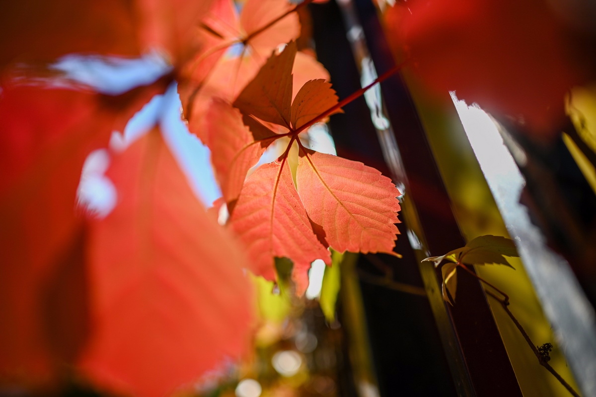 拍人和景的相机推荐尼康,新手拍夕阳入门尼康相机推荐