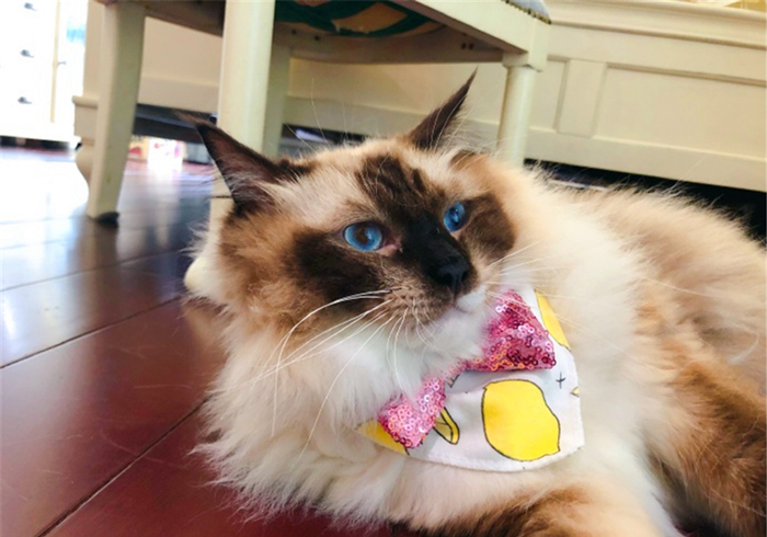 明明驱虫了但为什么还有蜱虫,猫咪得了毛滴虫主人要怎么防