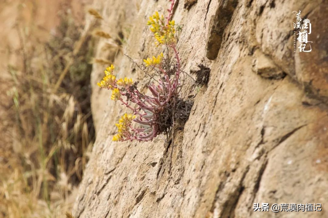 美国加州海岸仙女杯,美国仙女杯