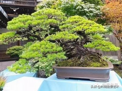 盆景结顶的形式,最好的盆景结顶方法