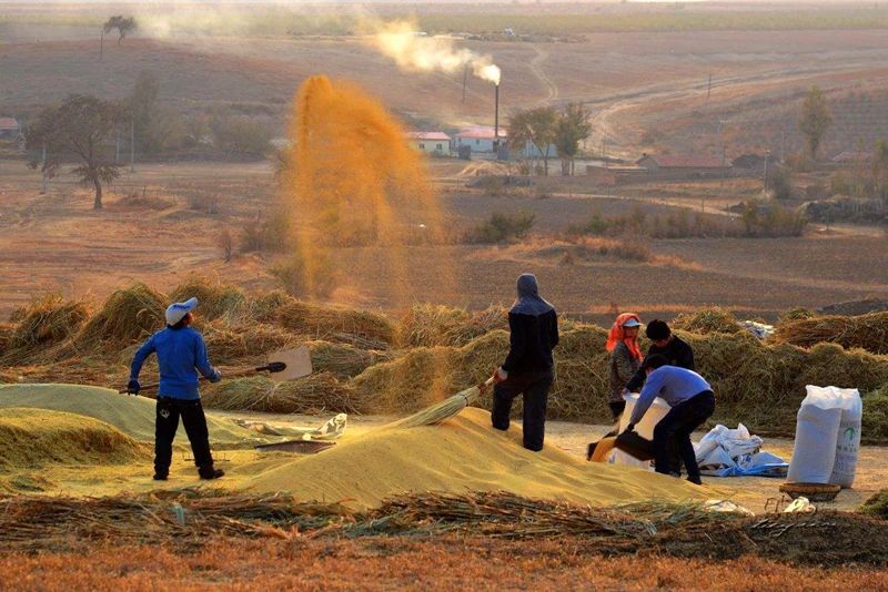 李子柒被造过哪些谣言,李子柒被写入小学语文试卷引争议