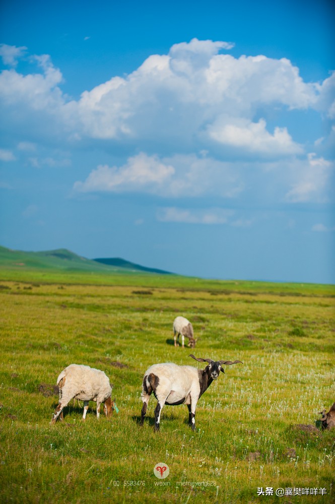 中国名马之乡,也是亚洲第一天然牧场