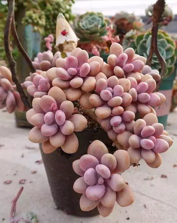 多肉如何防菌,多肉大棚里长出蘑菇怎么办