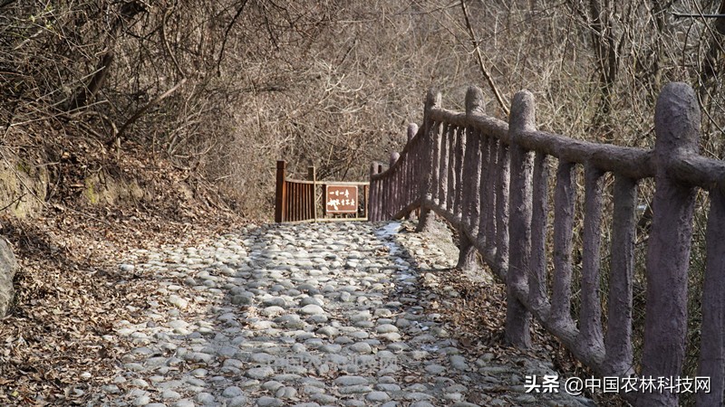 太白县鹦鸽镇药王谷,太白鹦鸽镇药王谷