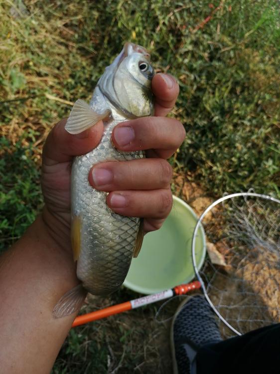 本汀金迦潘7.2米鱼竿测试,本汀宗师108跟金迦潘怎么选