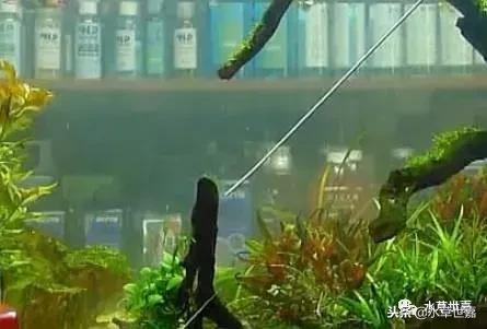 草缸常见10种藻类的解决方法,草缸藻类生物防治方法