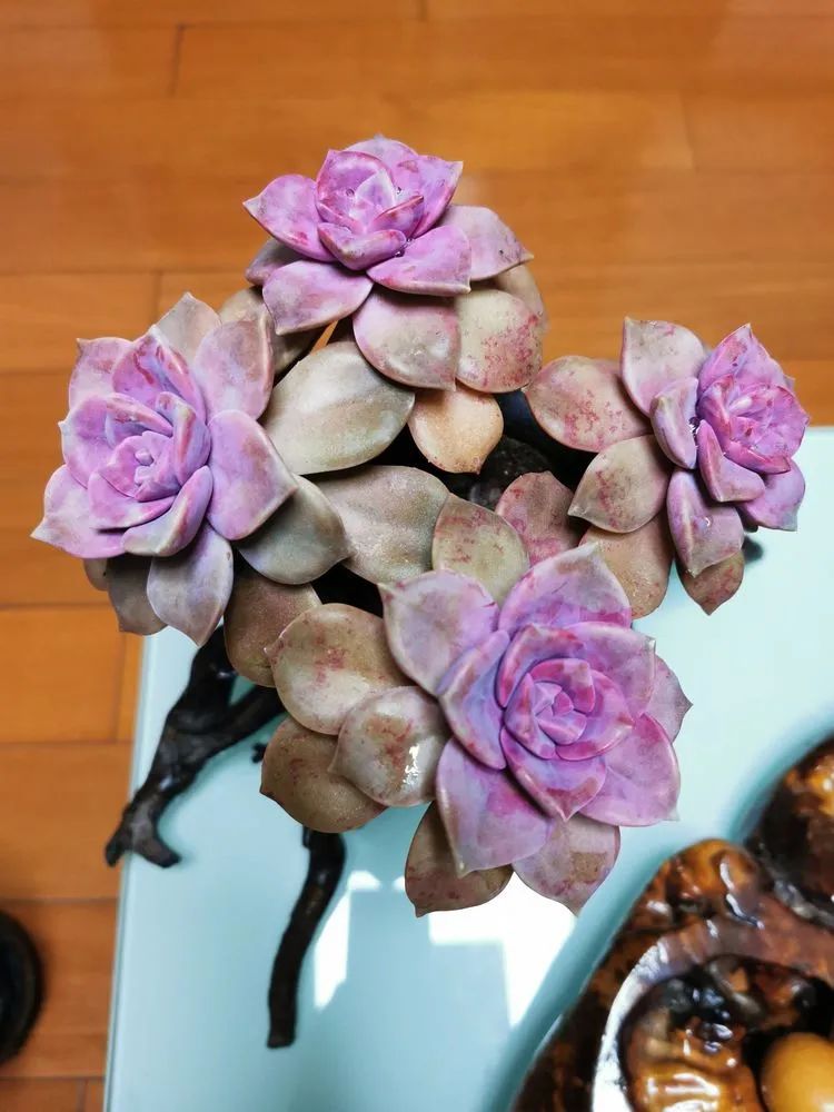 多肉砍头的怎么养,多肉怎么砍头才能爆发