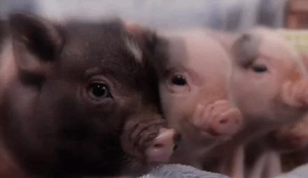 欧阳娜娜戚薇综艺发型,欧阳娜娜清纯可爱