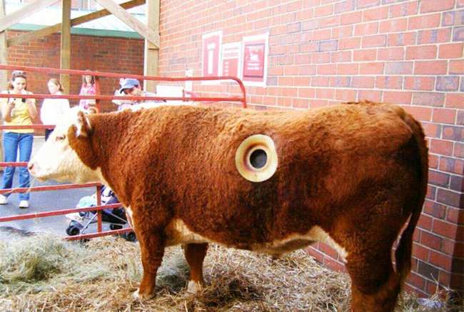 国外牛身上为什么要开洞,牛肚子上开洞放气牛不感染吗