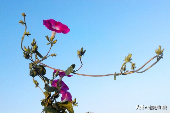 志贺直哉读后感,志贺直哉作品集