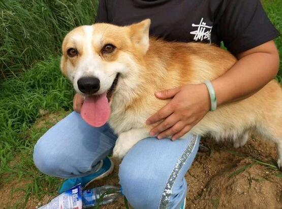 养柯基犬需要注意哪些事项,饲养柯基犬的正确方法你知道吗