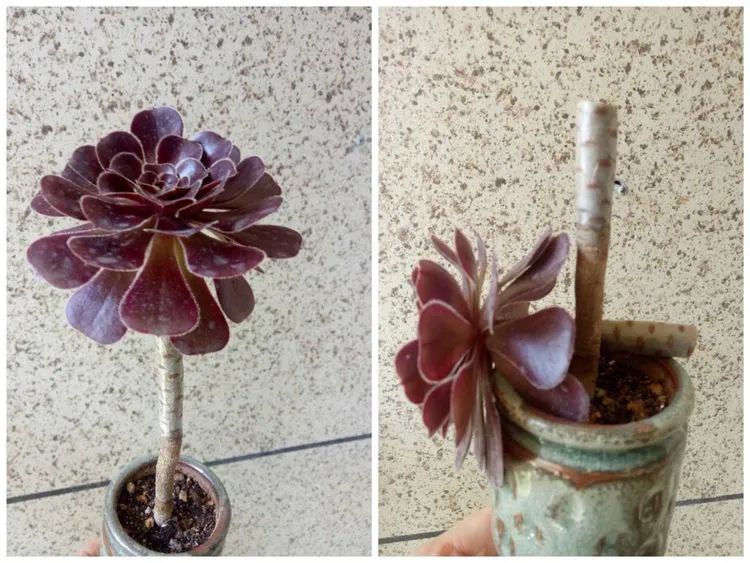 多肉砍头的怎么养,多肉怎么砍头才能爆发