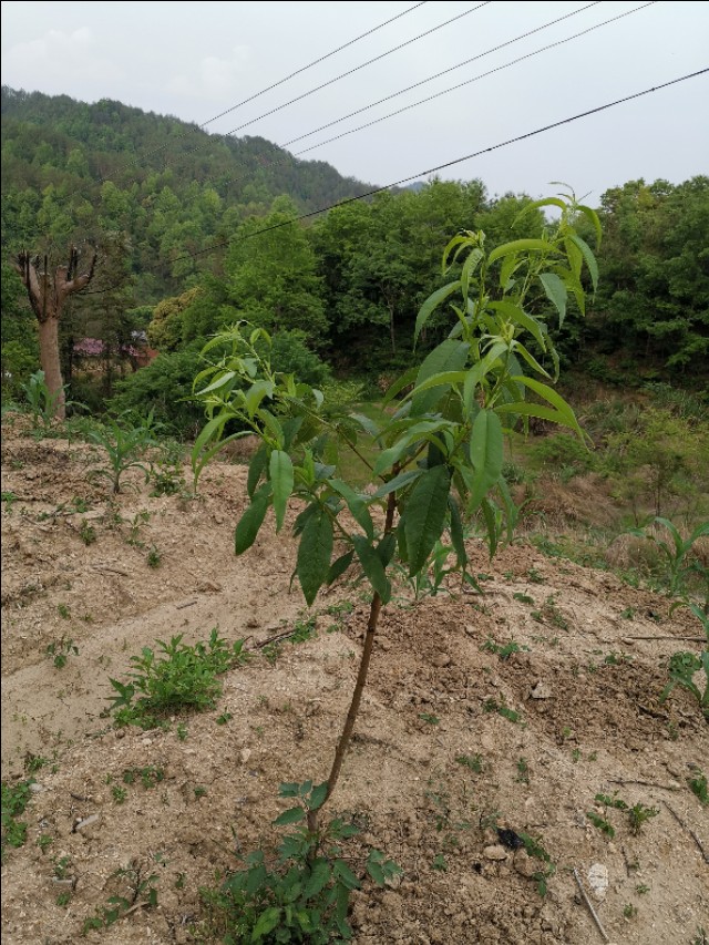 老爸栽的果木，品种很多哦！