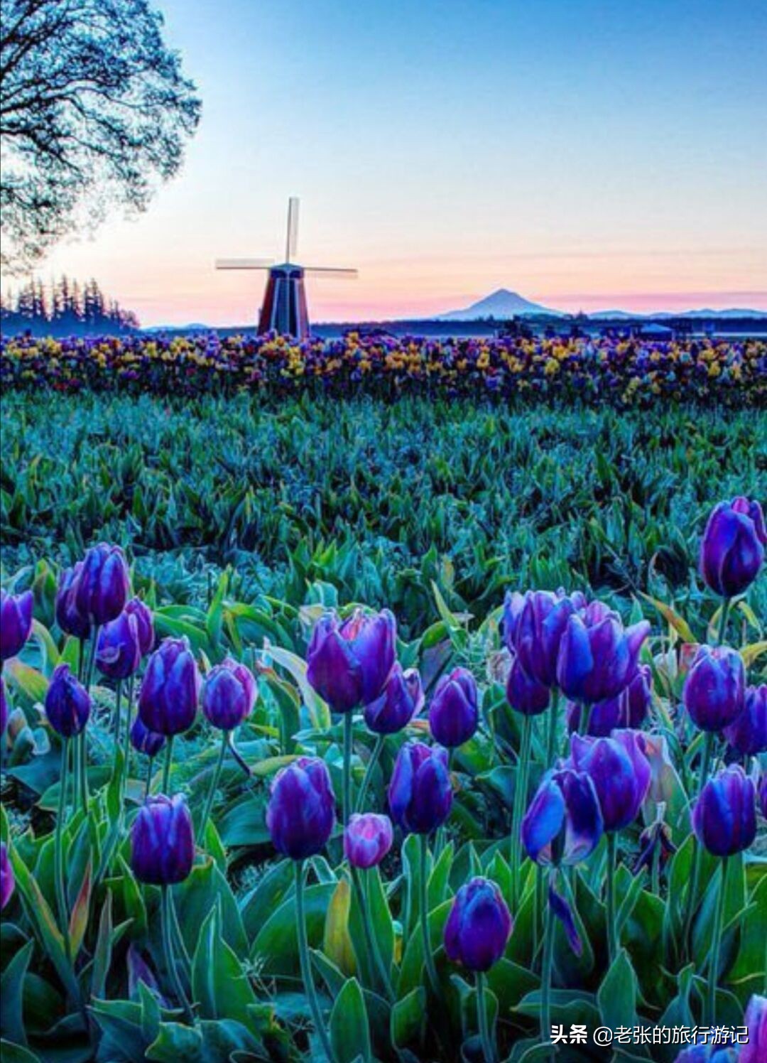 老张回忆童年,老张的记忆