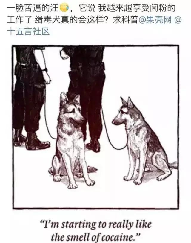 缉毒犬会染上毒瘾吗视频讲解,缉毒犬闻毒品味道会闻上瘾么