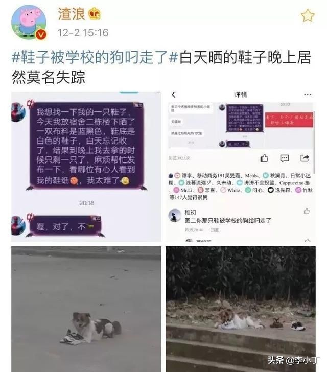 全网通缉的两条狗,全网通缉的狗