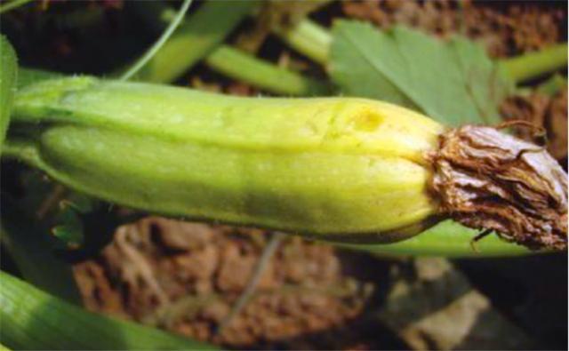 西葫芦容易有哪些病害,西葫芦化瓜什么原因