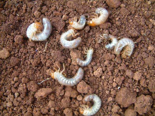 黄芪主要病虫害,黄芪田间杂草防治