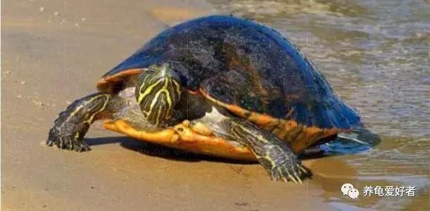 天气升温龟龟要注意什么,下雨天龟龟是不是容易腐皮