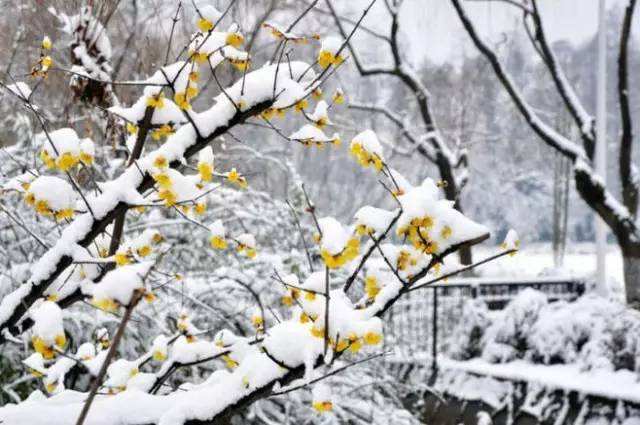 寒梅最堪恨常作去年花赏析,寒梅最堪恨长作去年花全文