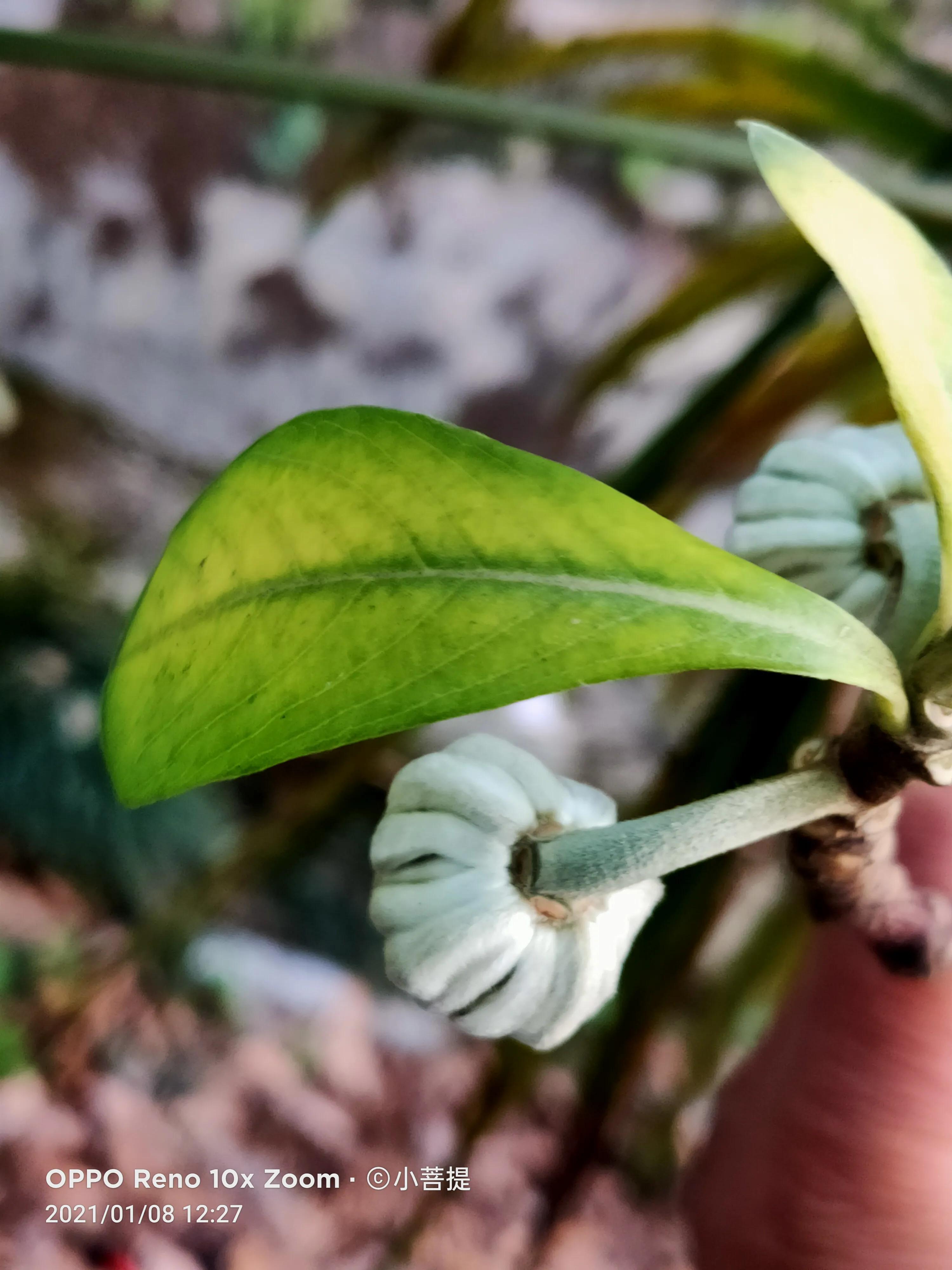 这就是爱情树,若在枝上打两个同向的结,就能得到甜蜜爱情和幸福